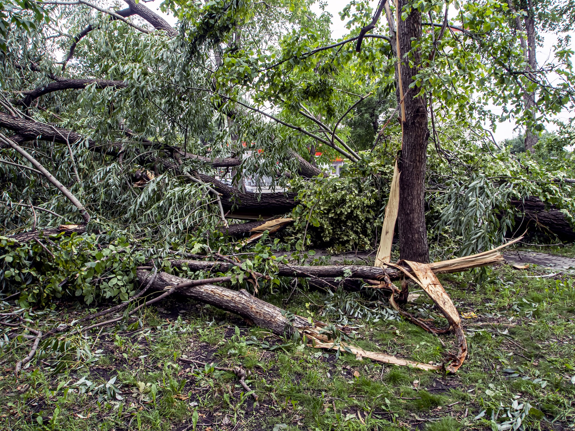Storm Nils – Sedgwick Mobilisering